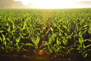monsanto roundup resistant cornfield 